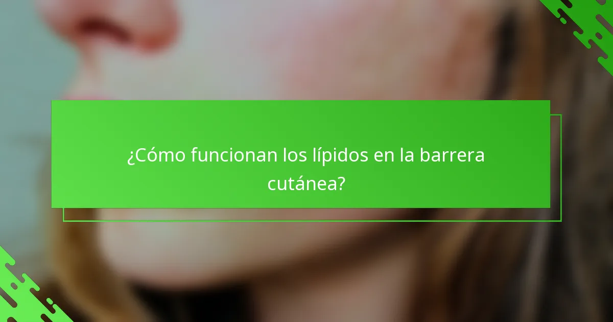 ¿Cómo funcionan los lípidos en la barrera cutánea?